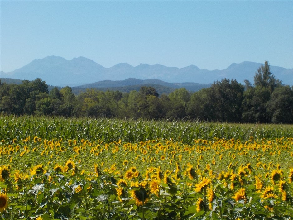 A field of sunflowers in the French countryside