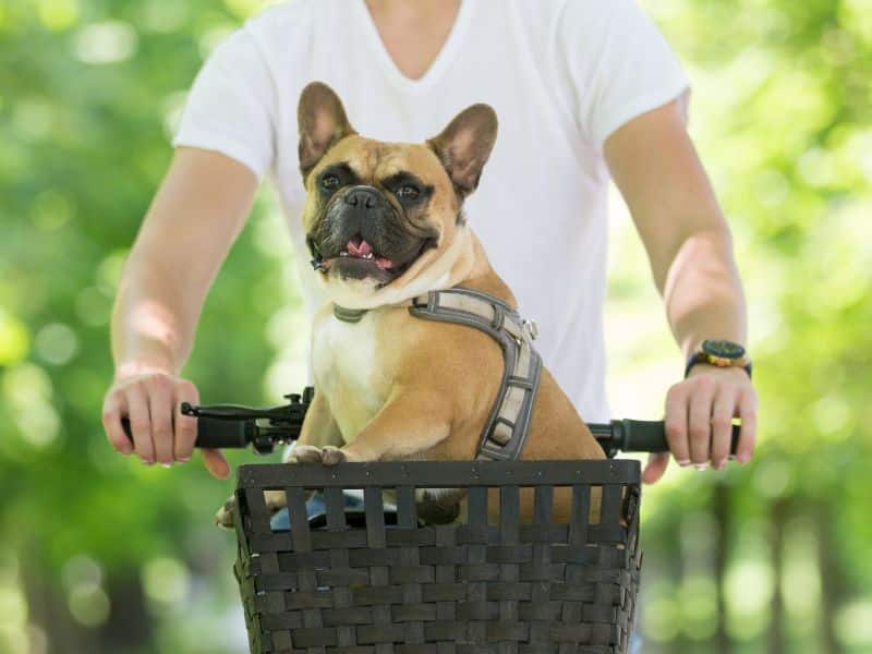 Your dog will love to go cycling with you